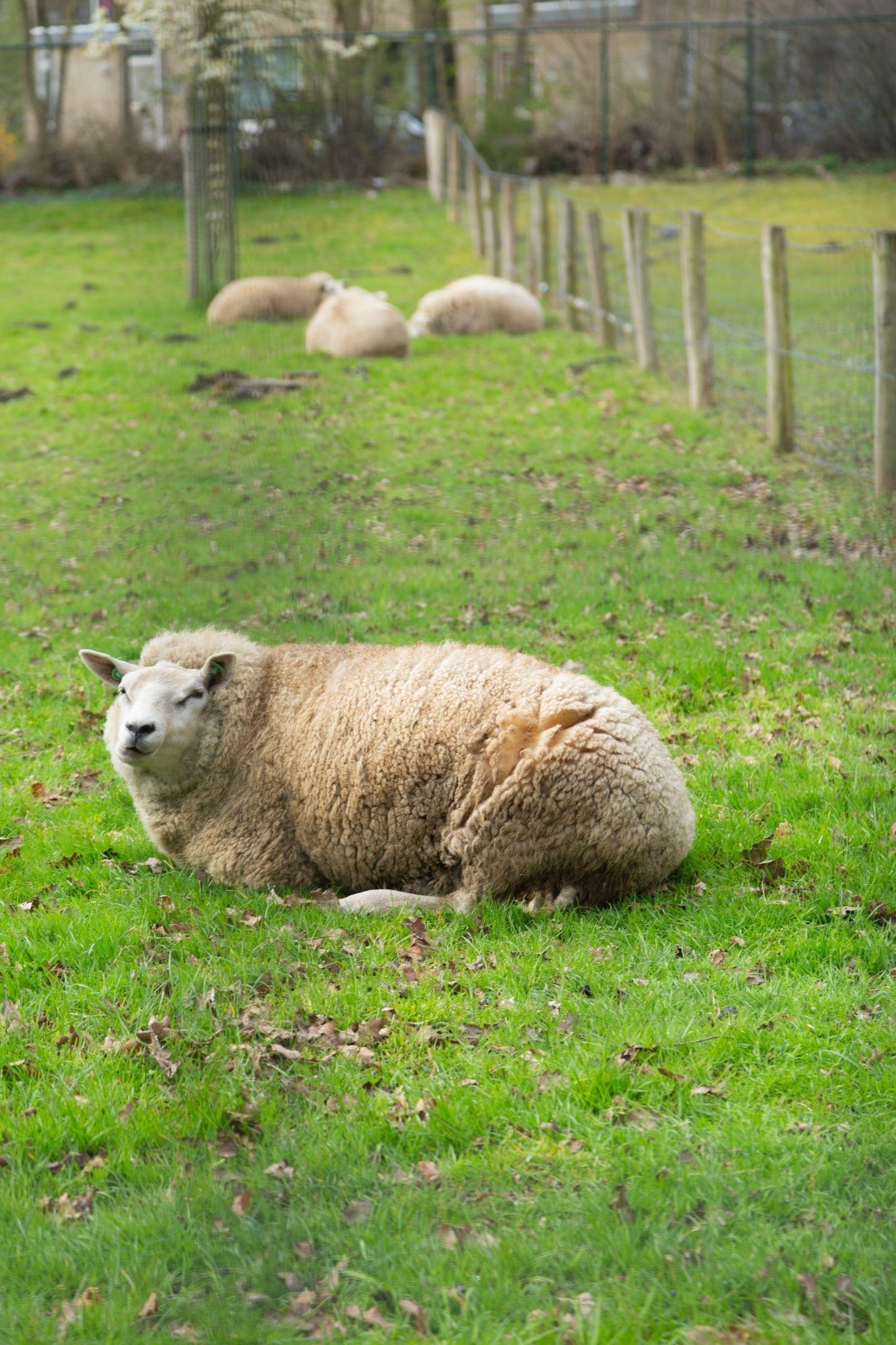 schaap